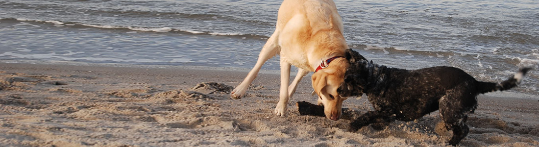 Angebot Luxusurlaub mit Hund 5 Tage Fleesensee Resort &amp; SPA